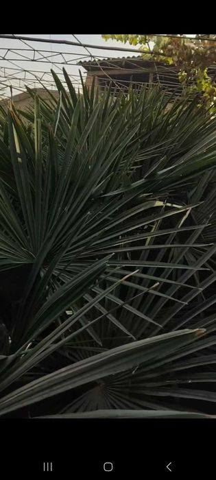 Трёхкорпус акция нархларида сотилади