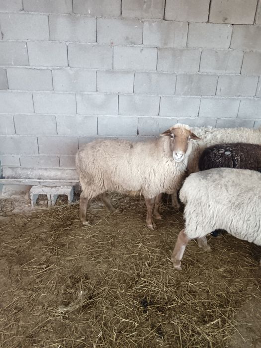 Семіз қойлар сатылады 70000 тенге