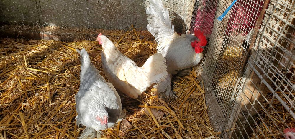 Pãsãri de curte,domestice