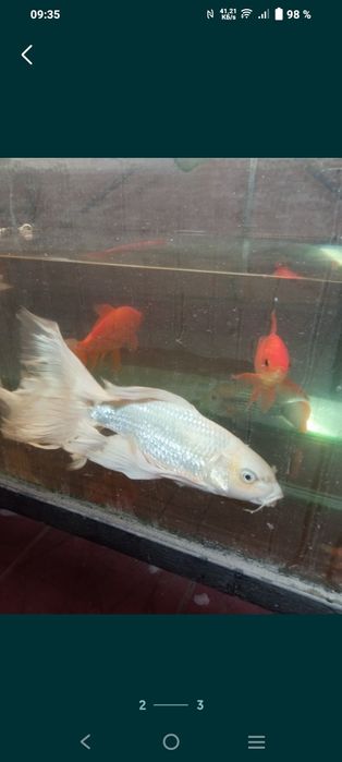 Продаётся платиновая кои