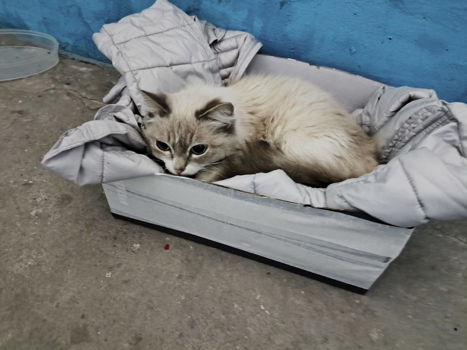 Отдам в добрые руки