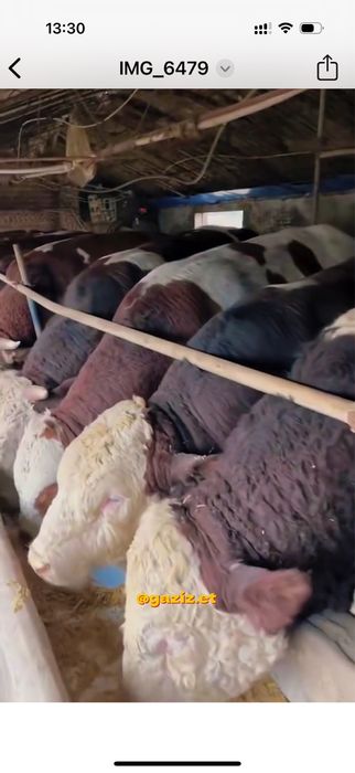 Сиыр еті говядина