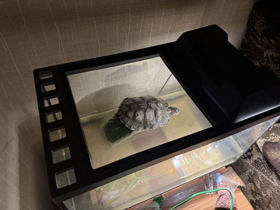 Продам черепаху в комплекте