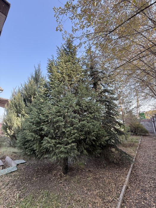 Голубая ель елка