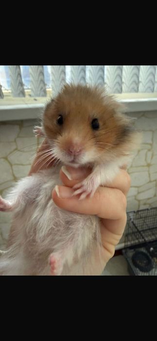 Хомяк сирийский .