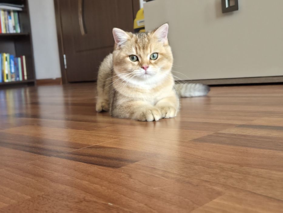 British shorthair golden