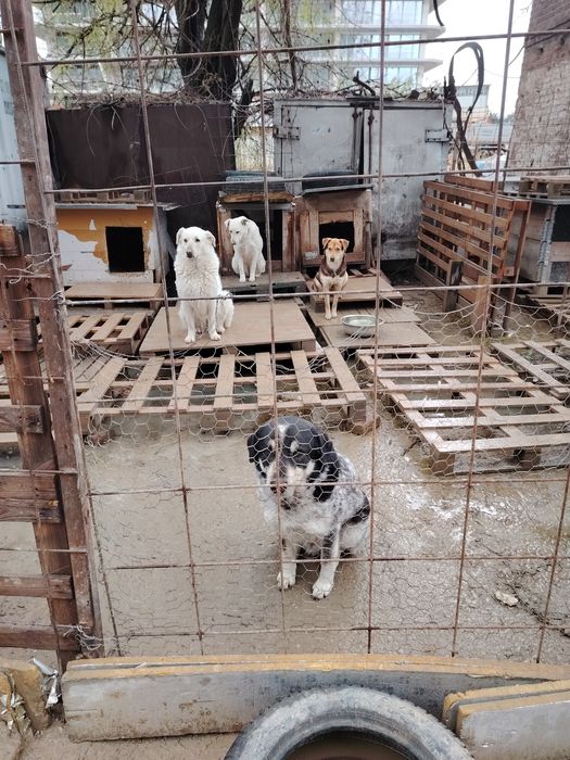 Ofer spre adoptie catei numai iubitorilor de animale,