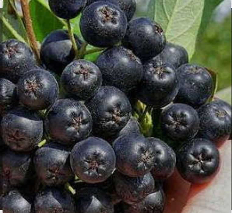 Черноплодная рябина с дачи