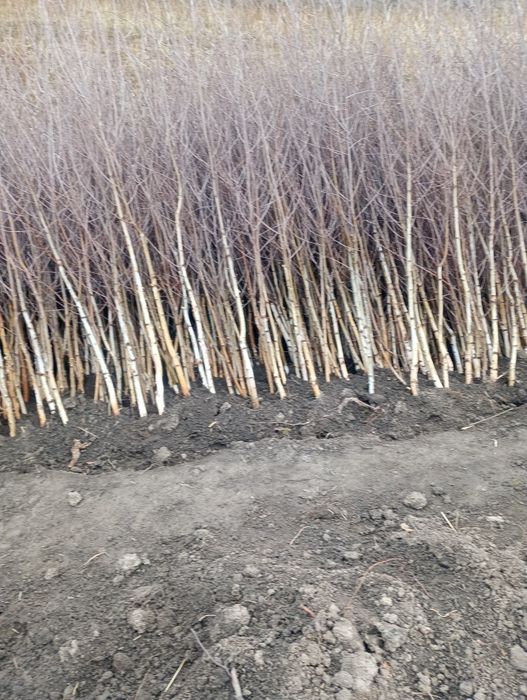 Puieti mesteacăn 2 metri flora spontana