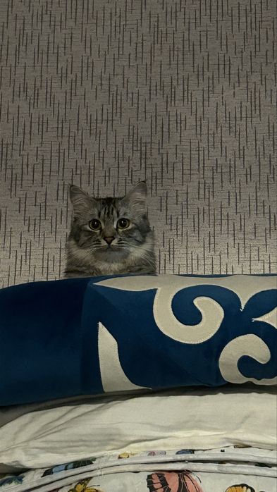 Кошка домашняя!!