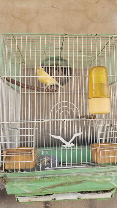 Продаётся срочно Кенар чубаты