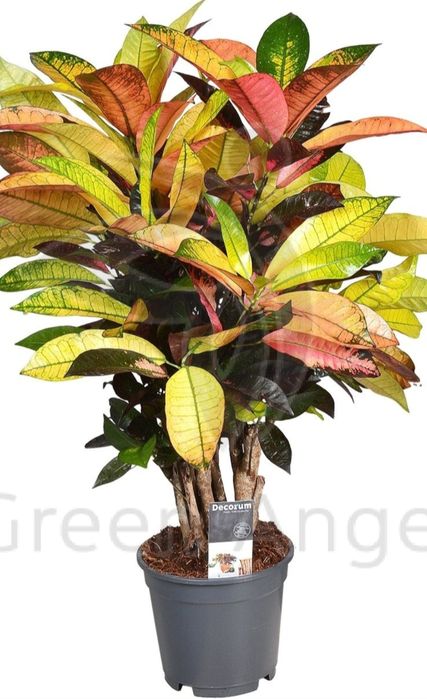 Кротон миссис Айстон.