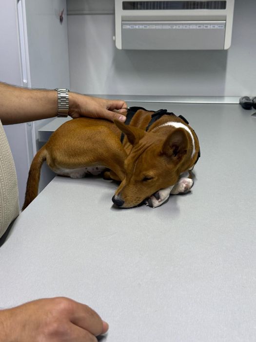 Adoptie pui Basenji 6 luni
