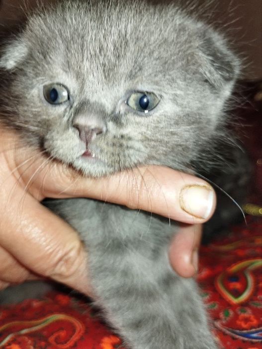 Вислоухие кошки продаются