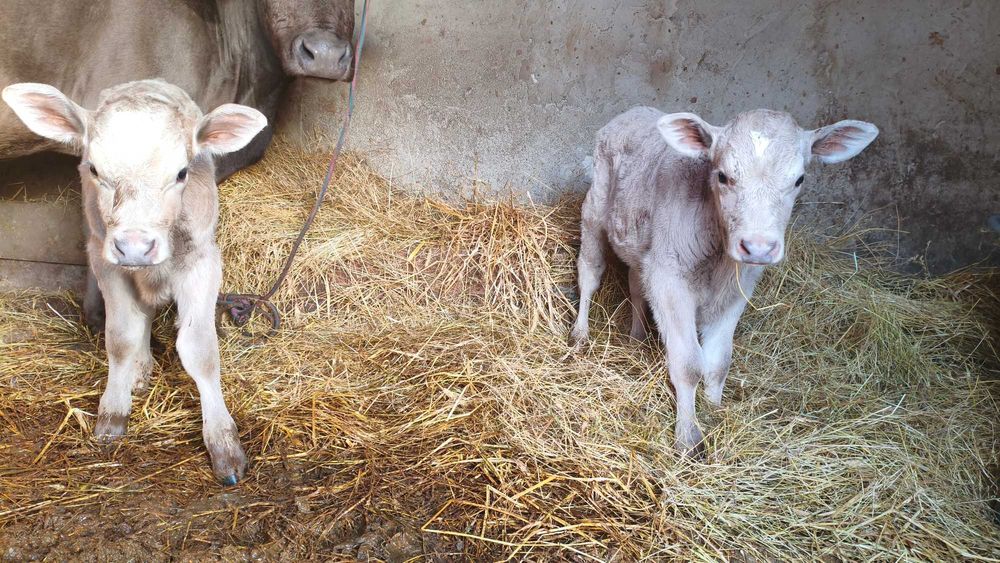 vând viței de carne