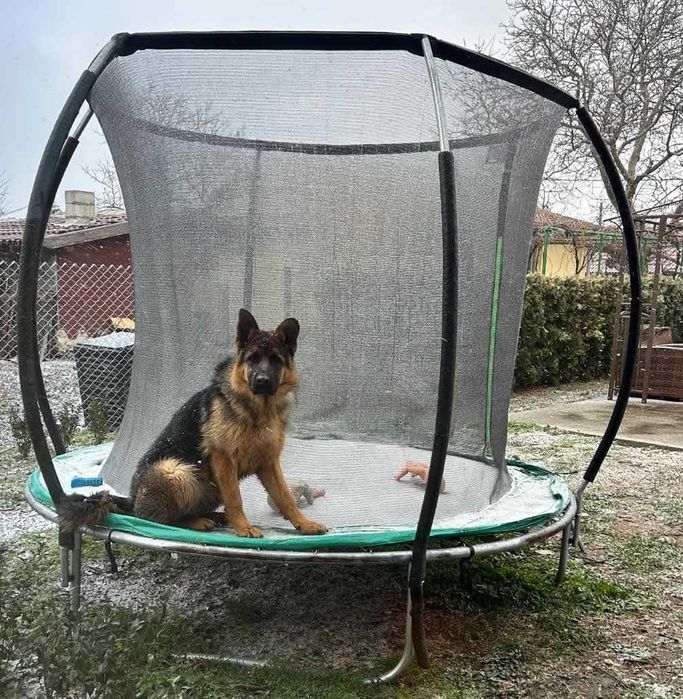 Немска овчарка с родословие/ Женска