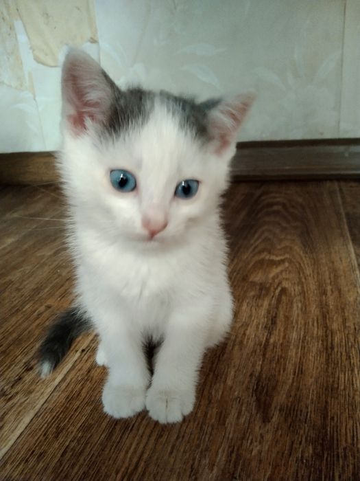 Котята, 1,5 месяца