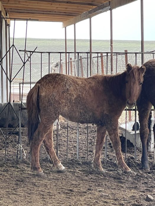 Семіз үрғашы таи сатылады