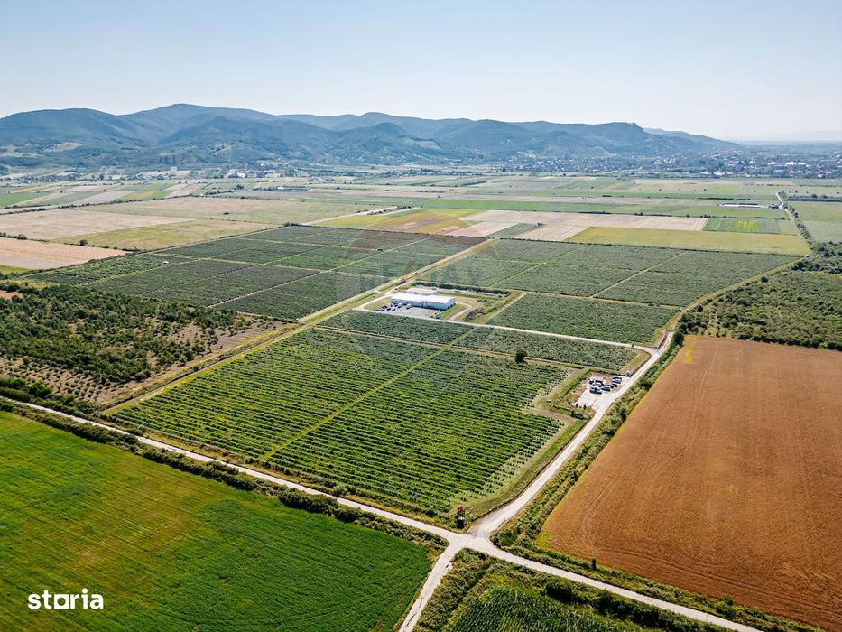 BUSINESS DE VANZARE Plantatie de afin din Romania