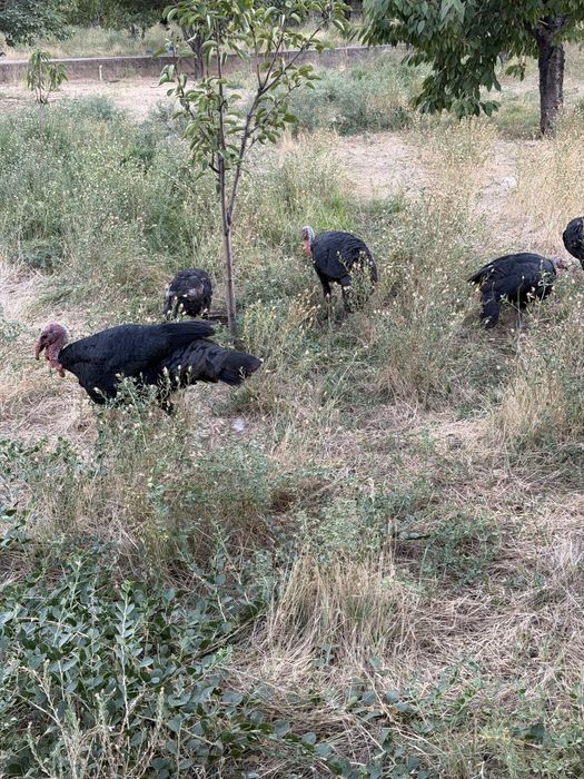 Куркалар, 4 ойлик брама жужалари , китайский шолкавый товук жужалари