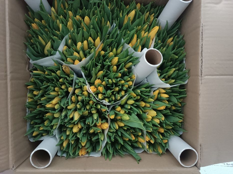 Тюльпаны оптом от 50 шт