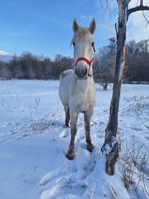 Продам кабылу Российскую