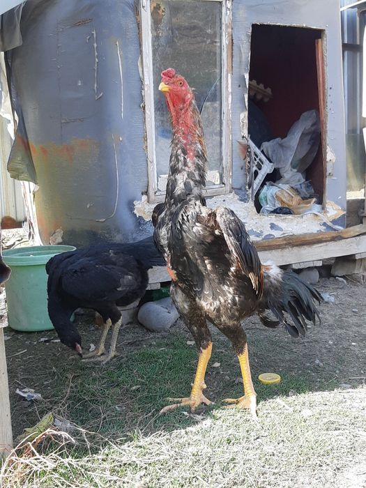 Продам чуже тауықтар