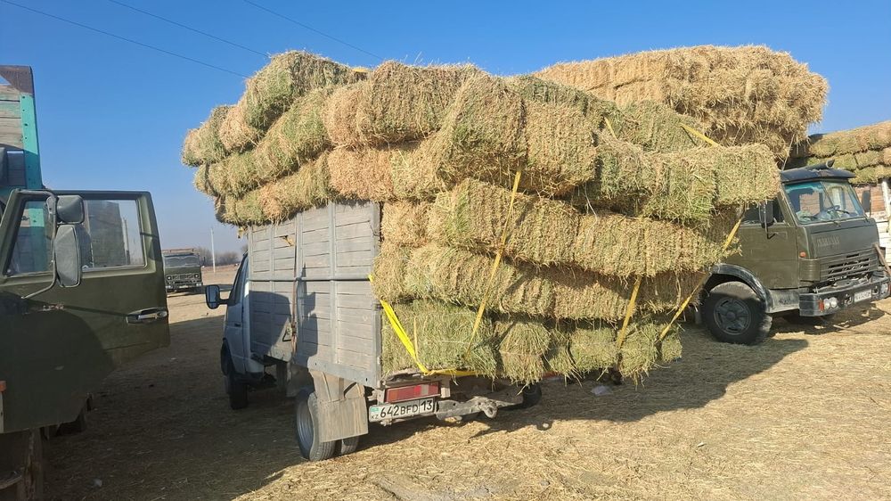 Жоңышқа 2000тг. Жап-жасыл.