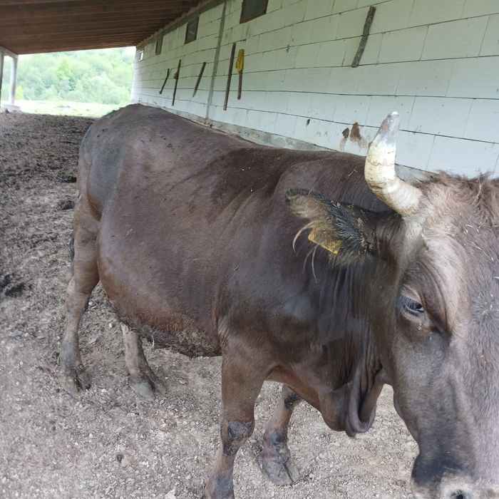 Vand vaca bruna de maramures