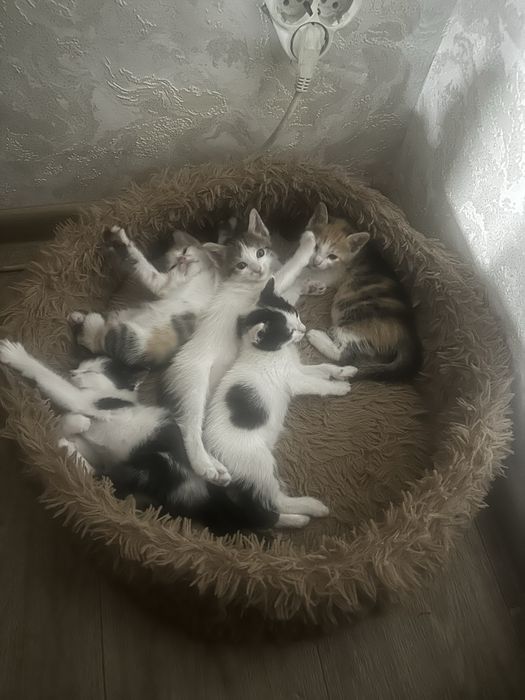 Отдам котят в добрые руки
