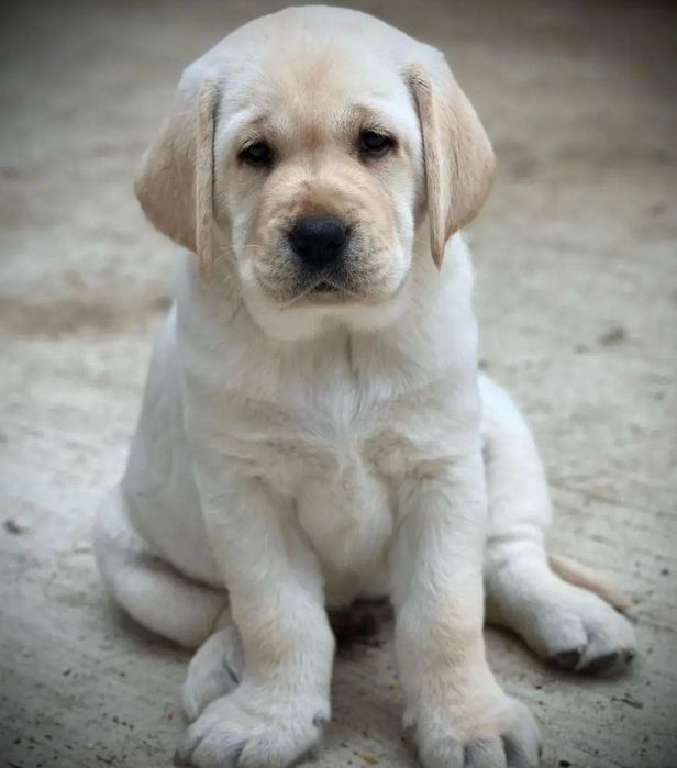 Милахи Щенки Лабрадора!