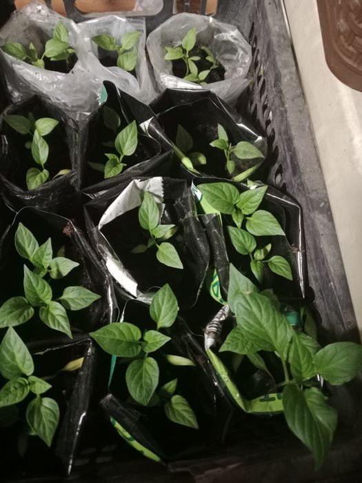 Рассада майкудук