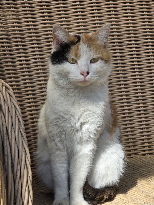 Домашняя кошка. Отдам даром.