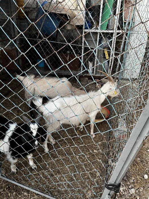 Уралский тек.    Козёл уралский