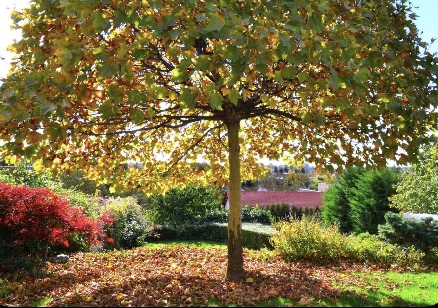 Семена Платана ( Чинар)