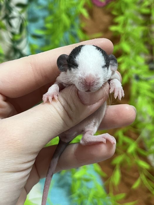 Крысята малыши кудряшки (крысы,крыса)