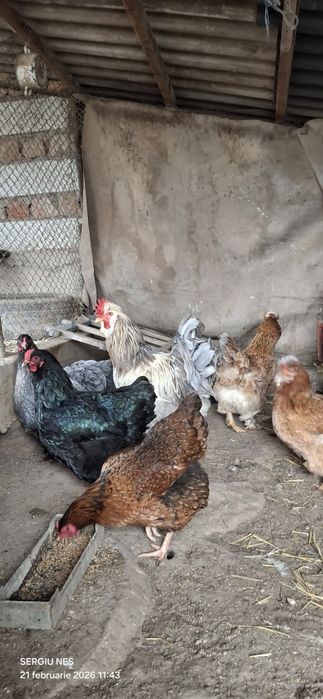 Ouă australorp,rhode island și moțate