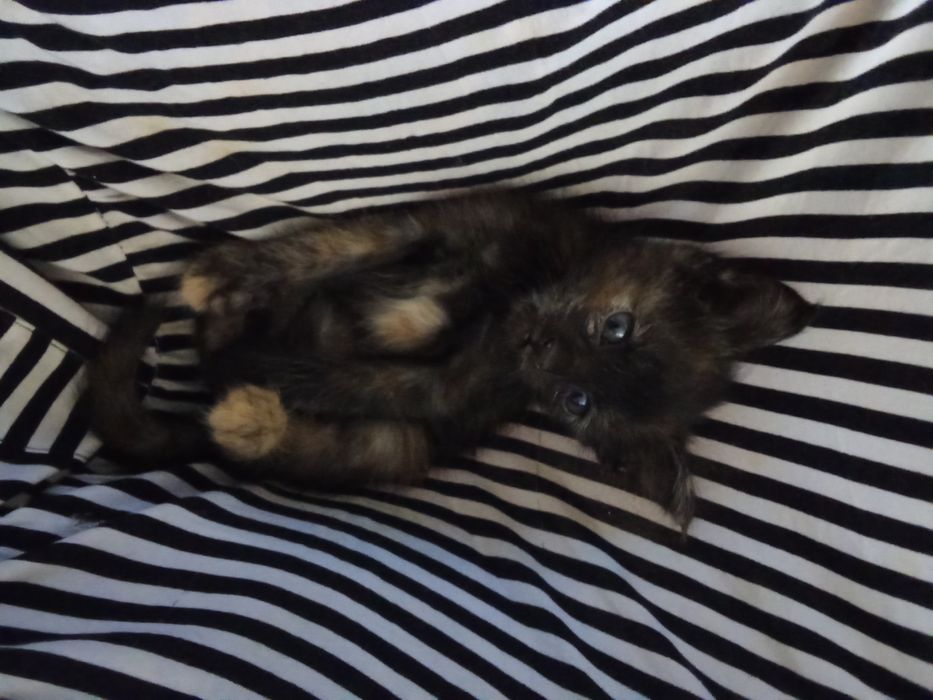 Отдам котят даром в хорошие руки