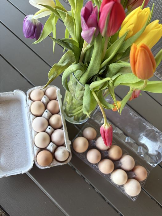 Oua de incubat de la gainile din imagine