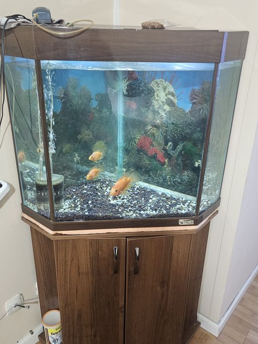 Продам аквариум угловой с рыбой