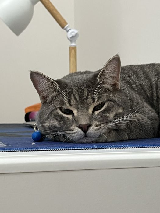 Отдадим кота в добрые руки