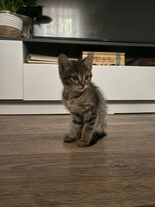 Отдам котят в хорошие руки