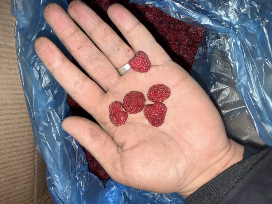 Muzlatilgan Malina optom