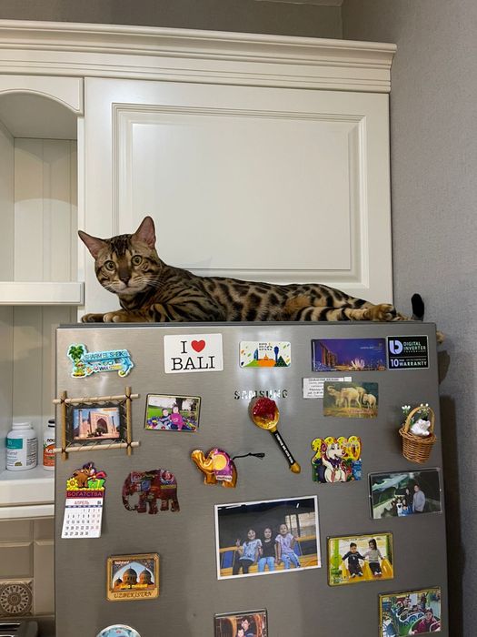 Бенгальские котята с документами.