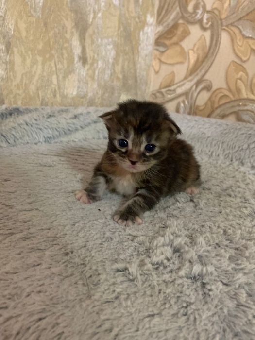 Котята мейн кун 100000