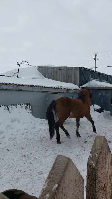 Жеребец башкир на племя