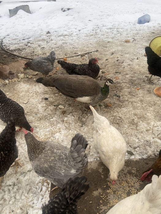 ұрғашы павлин сатылады