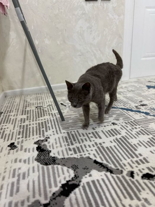 Продается Русская голубая кошка