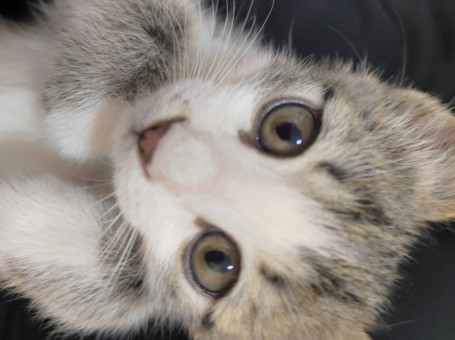 Котёнок в добрые руки 3 месяца