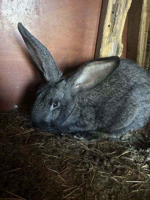 Продам кроликов 4 месячные